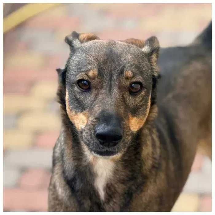 Молодая собака в добрые руки