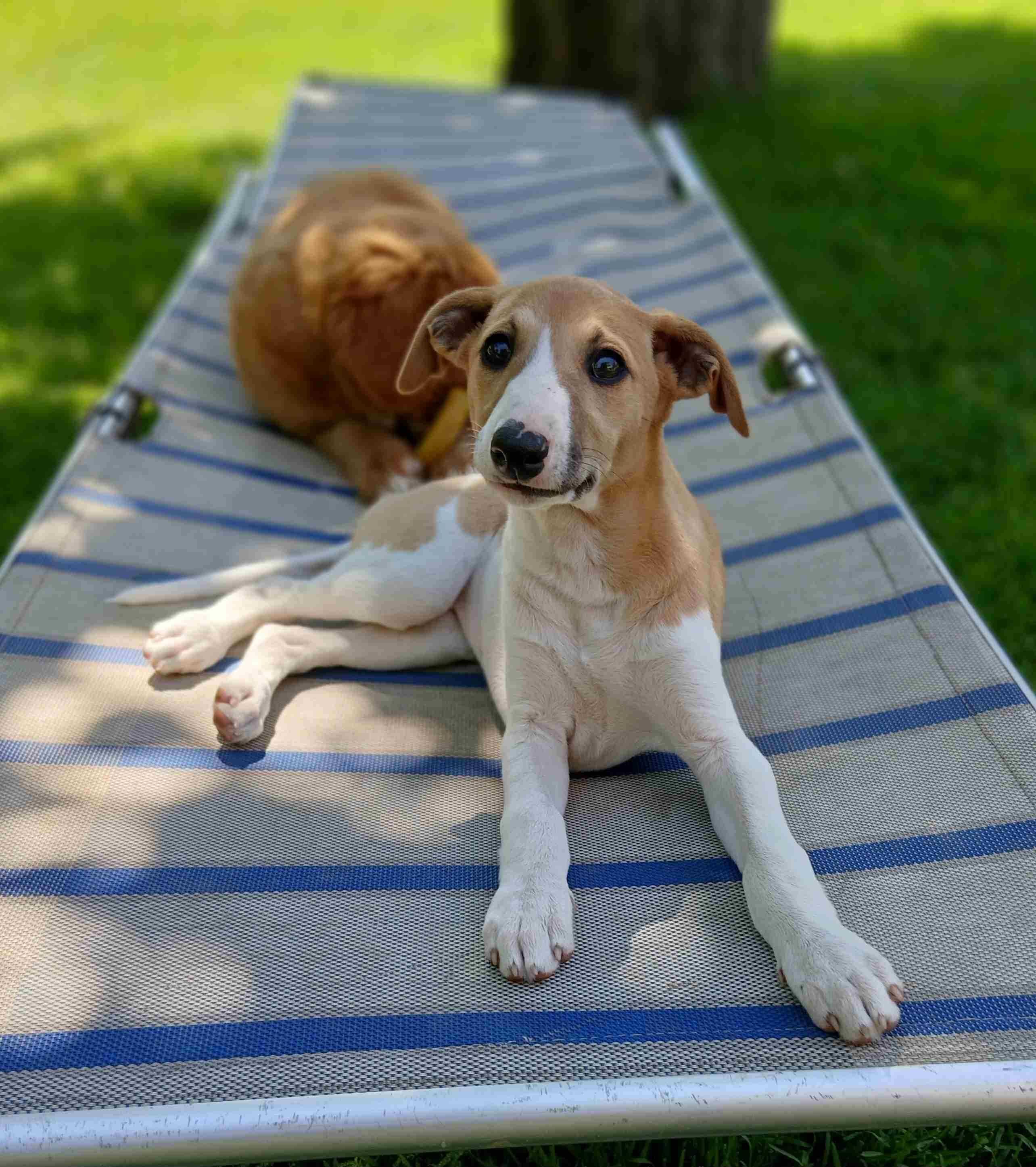 Suczka Whippet ZKwP / FCI