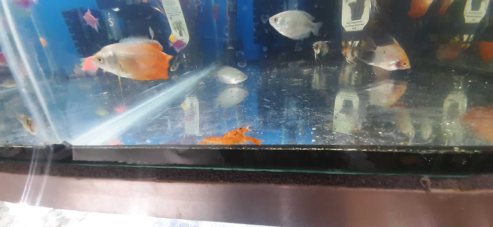 Rak z Patzcuaro CPO orange