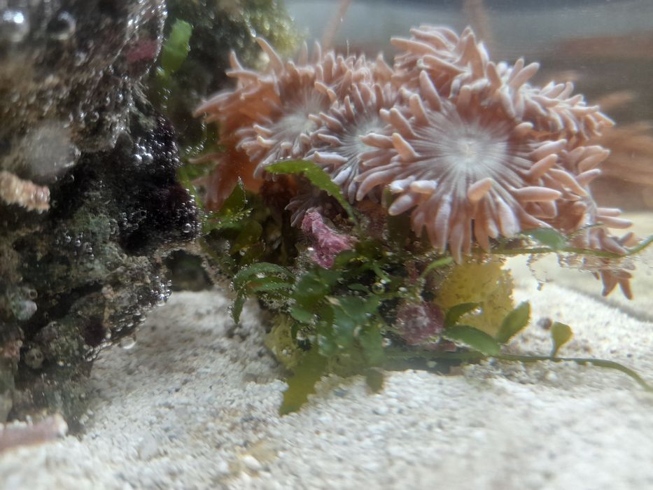 Koral dunka 17 główek