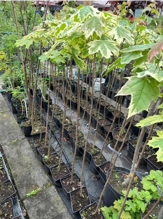 Sprzedam Drzewka ozdobne Okazja!