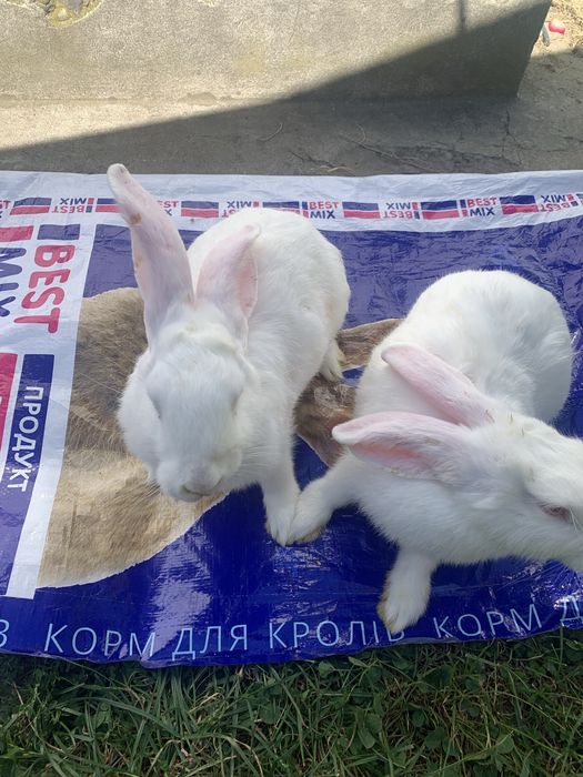 Кролики термонці , 2 місяці