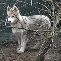 szczenię Siberian Husky