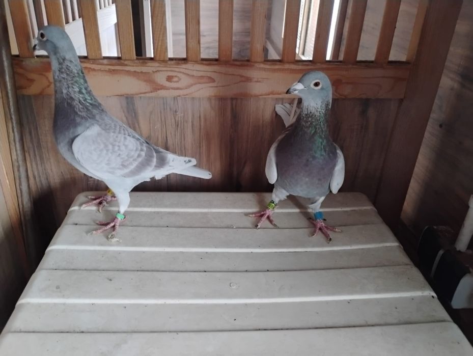 Gołębie pocztowe lotniki pary rozpłodowe