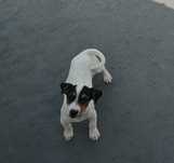 Jack russell terrier  Espetacular