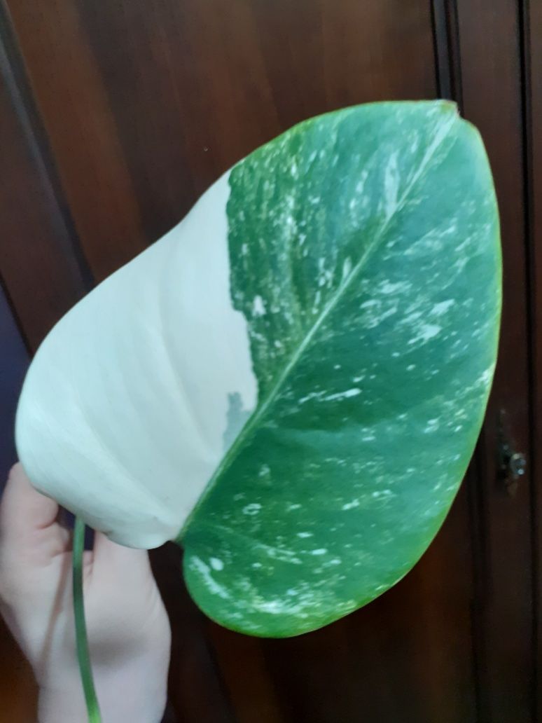 Monstera variegata szczyt