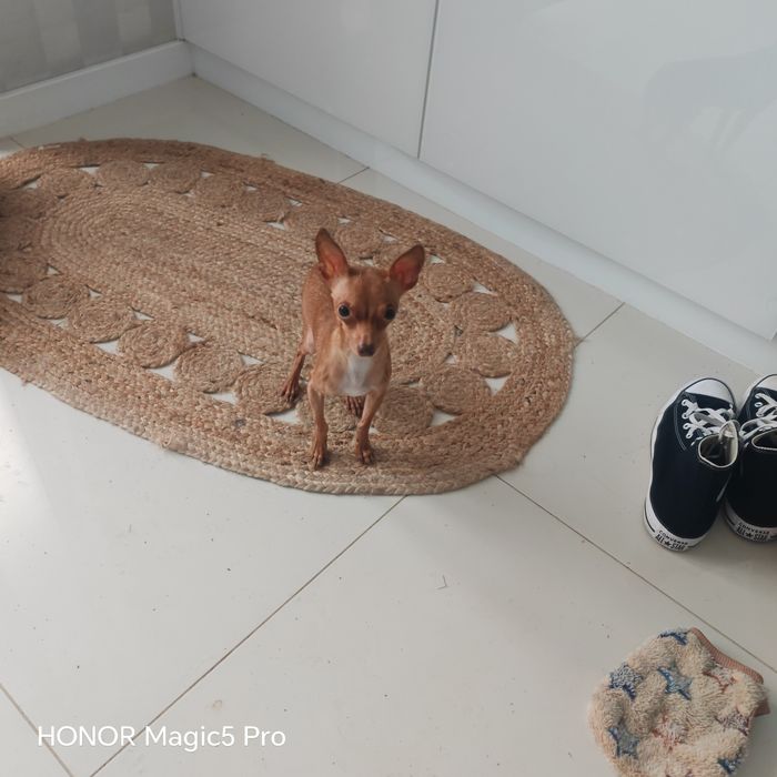 Toy rosyjski SAMIEC 2,1kg 2 lata RATLEREK sarenka PASZPORT