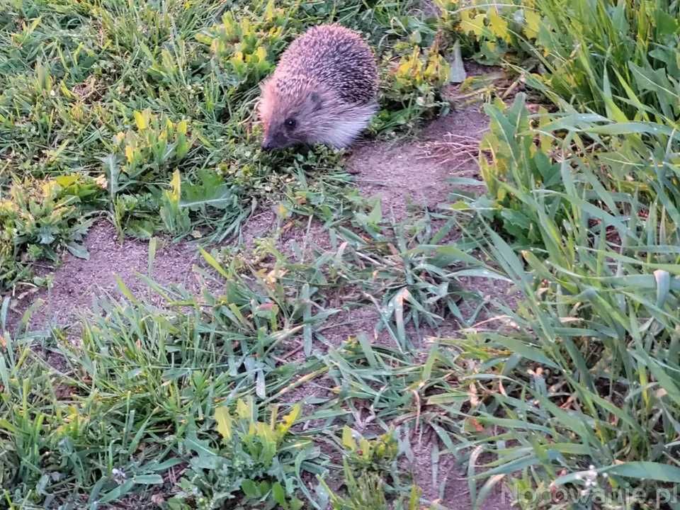 Agroturystyka Noclegi Wiślina Nad Motławą okolice Gdańsk Sobieszewo