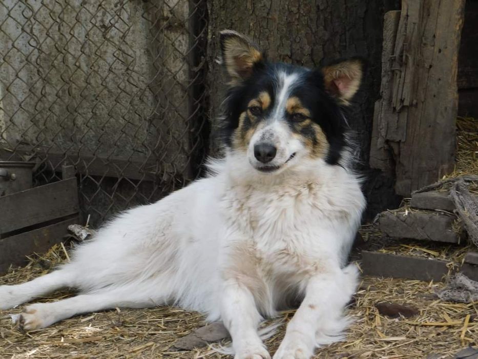 Шукає домівку тип люблячу родину Марися