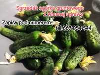 Sprzedam ogórki gruntowe z małego rodzinnego gospodarstwa