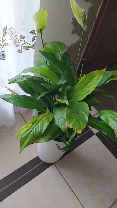 Вазон спатифіліум