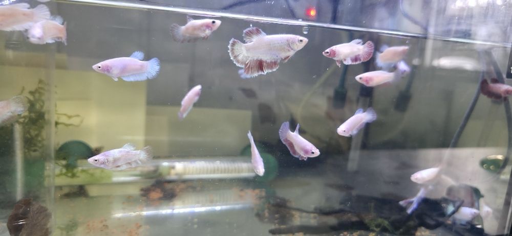 Bettas Femeas Hm