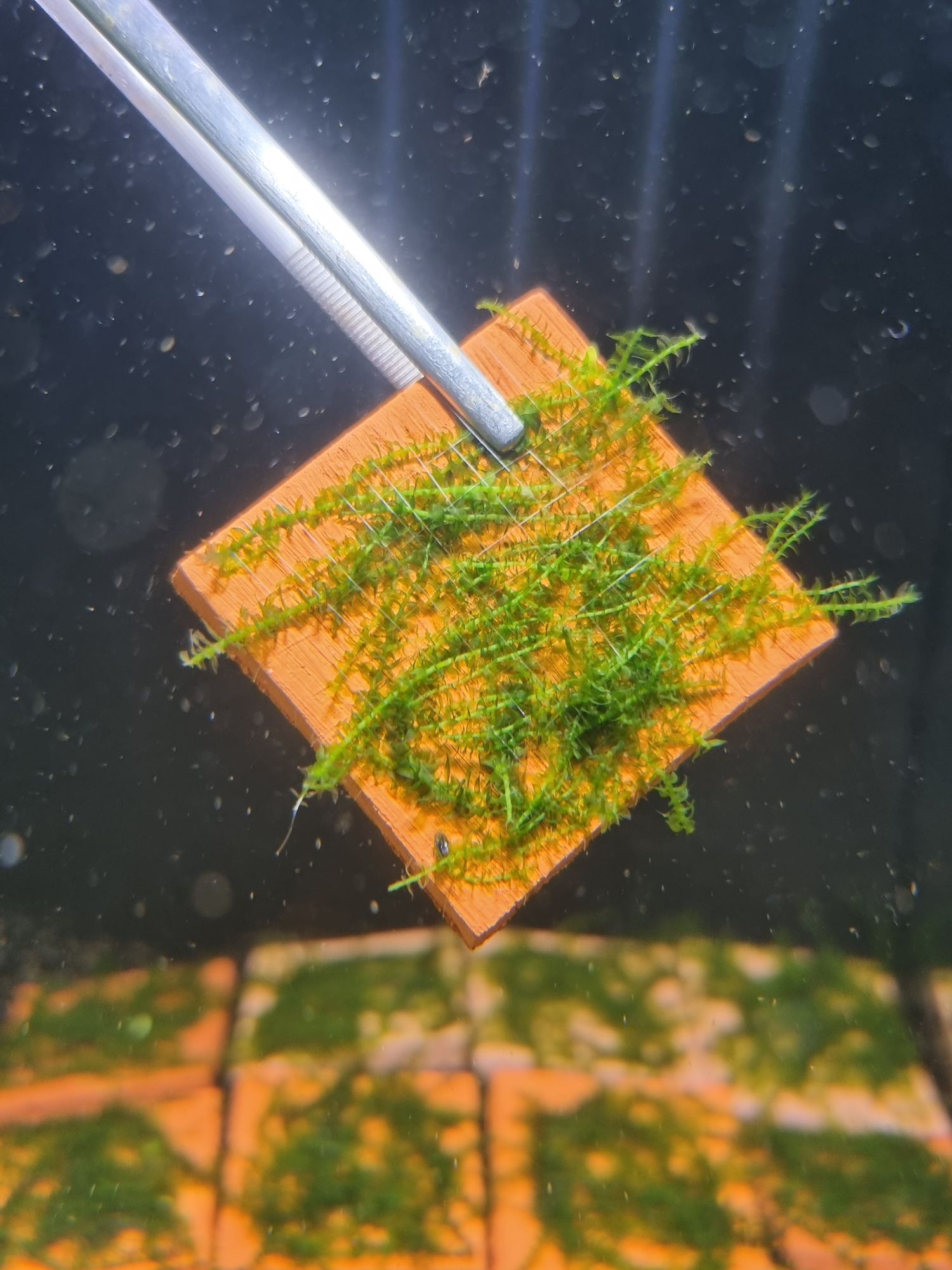 Distichophyllum maibarae na płytce 5x5cm