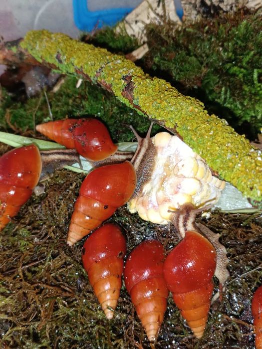 Ахатина лимиколярии оранж