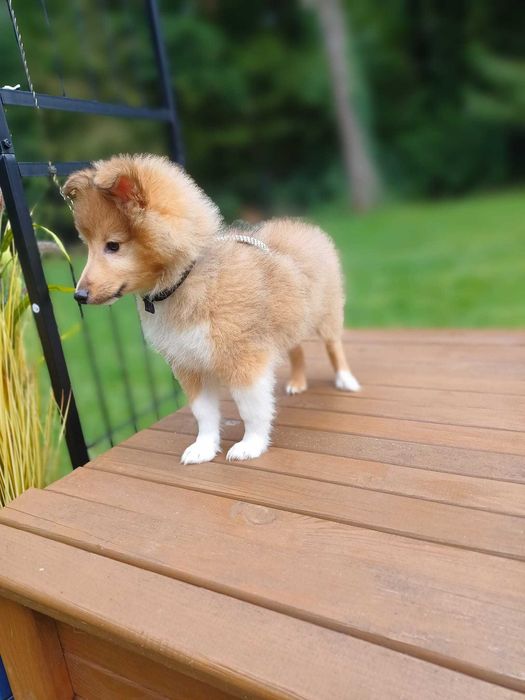 Owczarek szetlandzki, sheltie- piesek