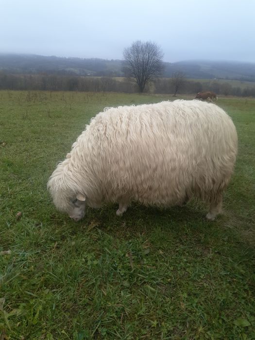 продам вівцю кітну