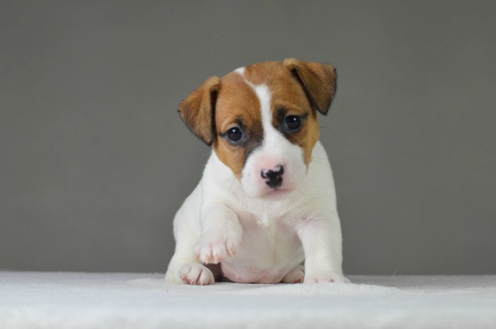 Gładkowłosa AKIRA– rasowy Jack Russell Terrier, metryka ZKwP/FCI