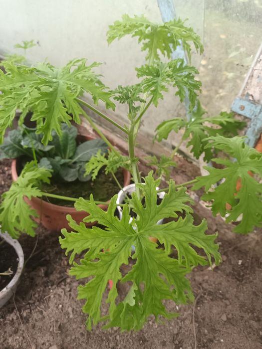 Anginowiec anginka geranium kwiatek leczniczy na ból ucha gardła katar