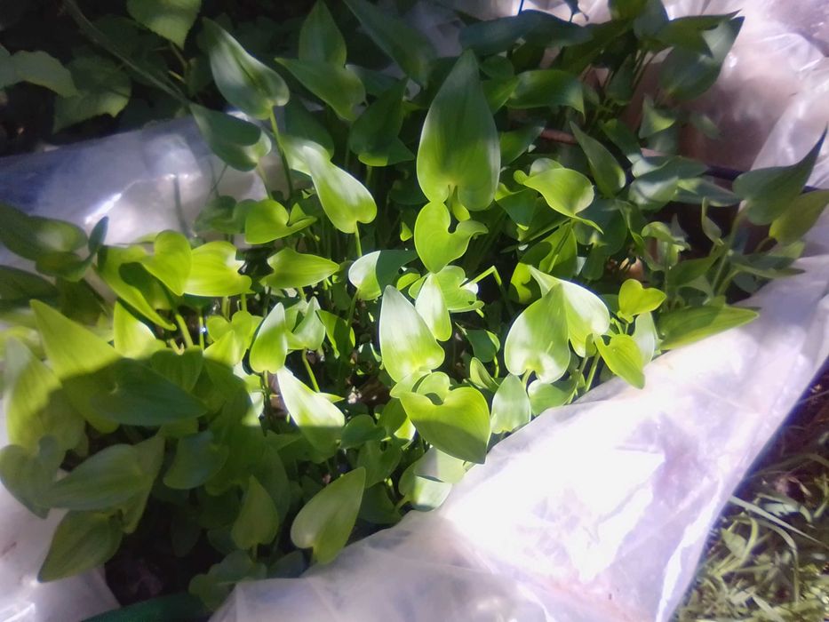 Растения для садового пруда лилия Аттракцион и пантедерия