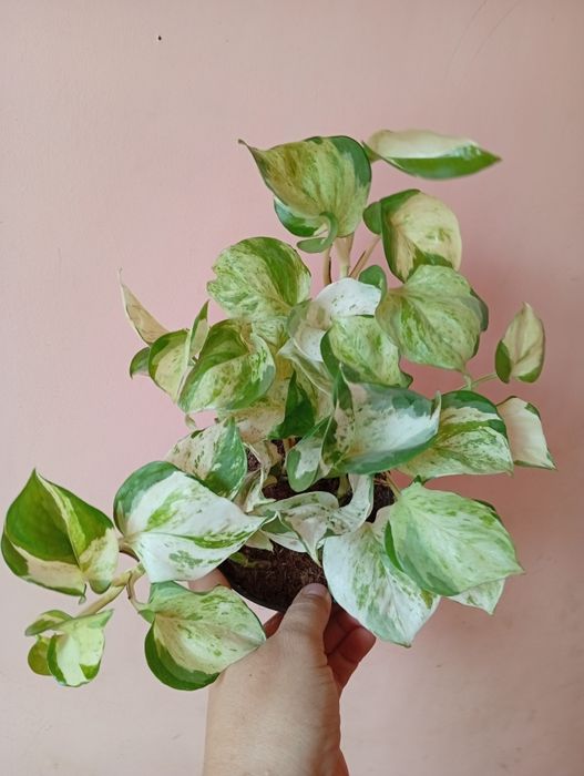 Вариегатный Эпипремнум сциндапсус  хепи лиф