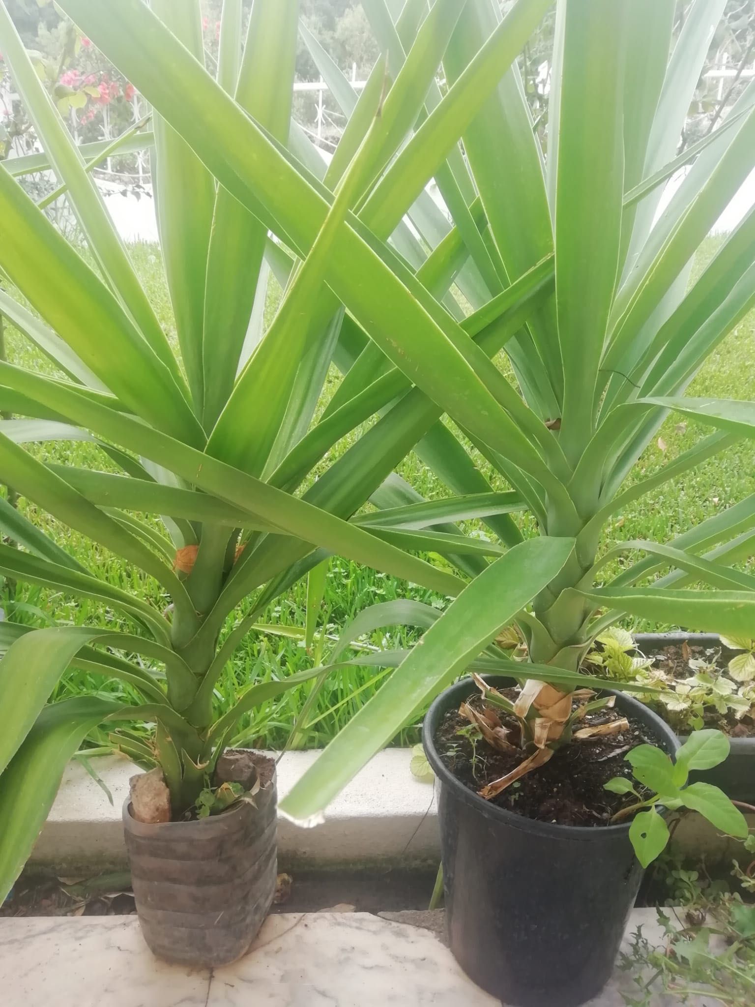 Yuca planta em vaso