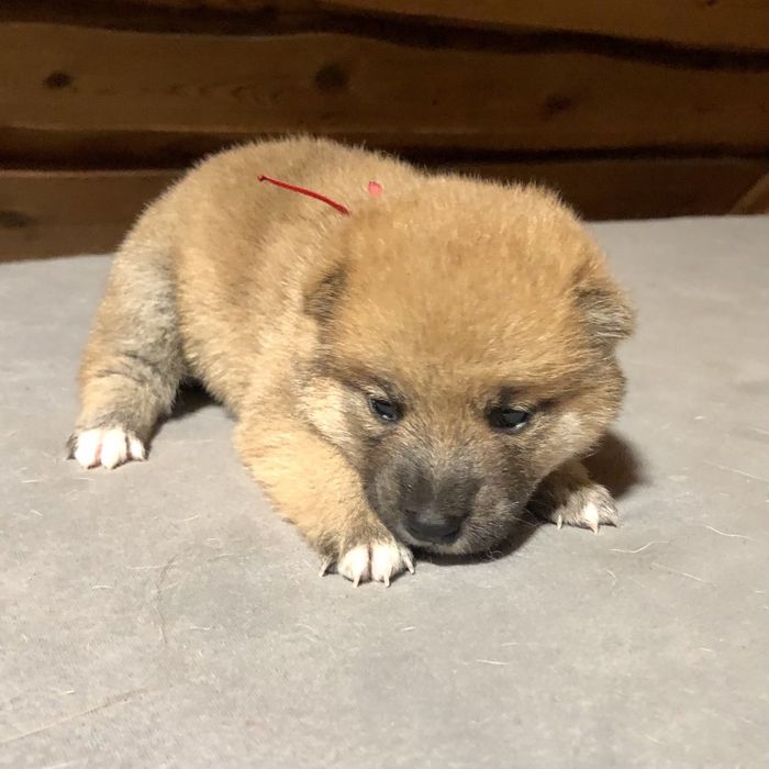 Shiba Inu, sunia TĘCZA Rajsobie(FCI).