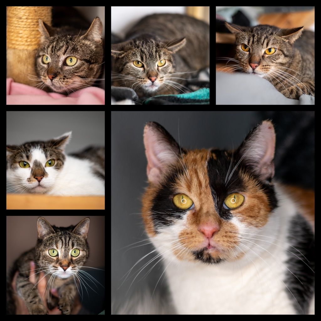 Kotki w różnym wieku do adopcji