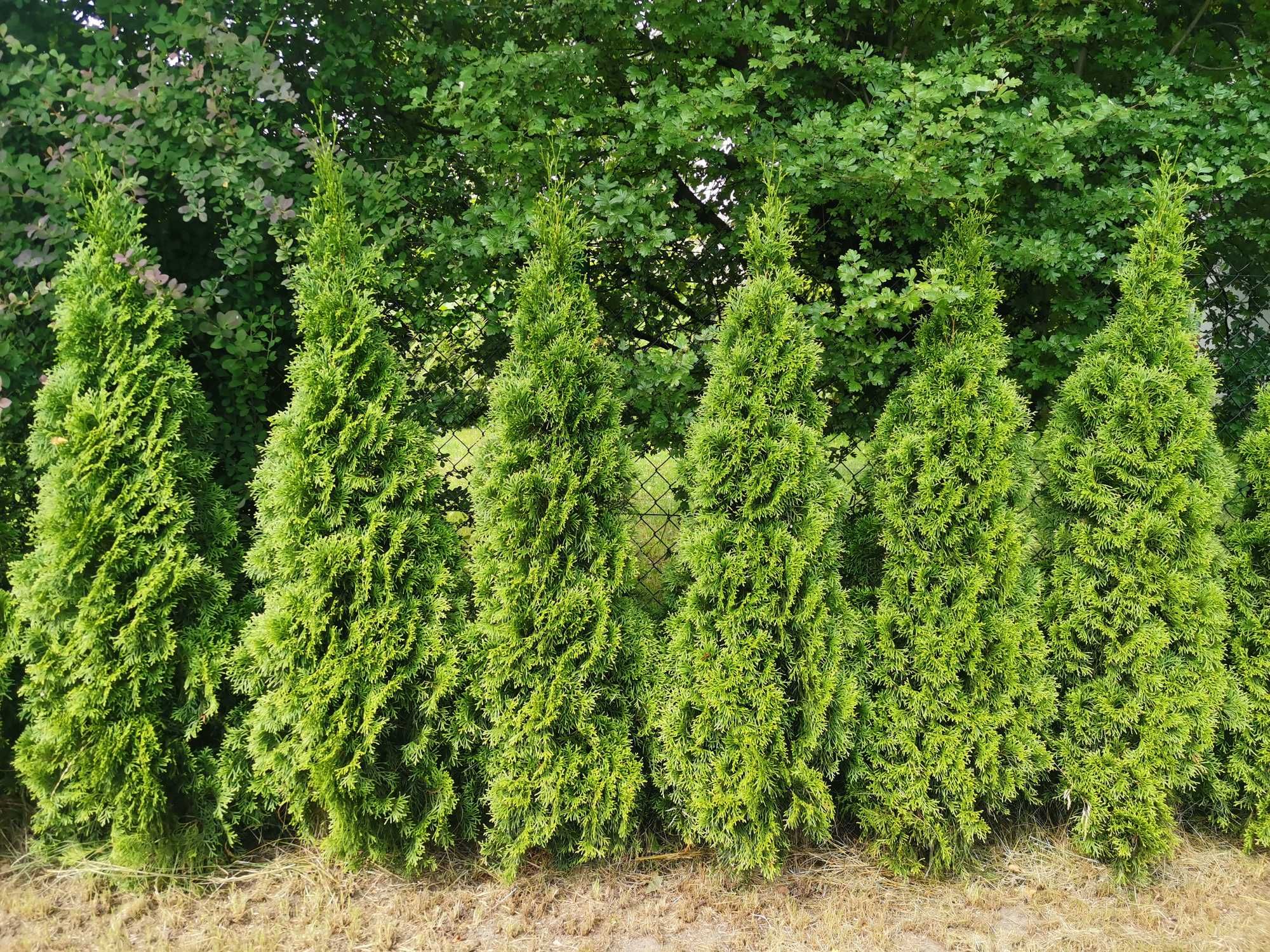 Thuja Szmaragd Smaragd doniczka  5 sztuk