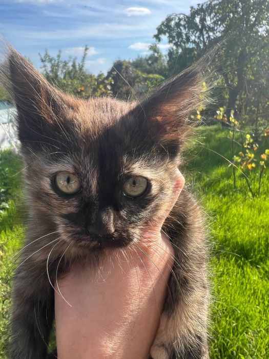 Віддамо кошенят в добрі руки