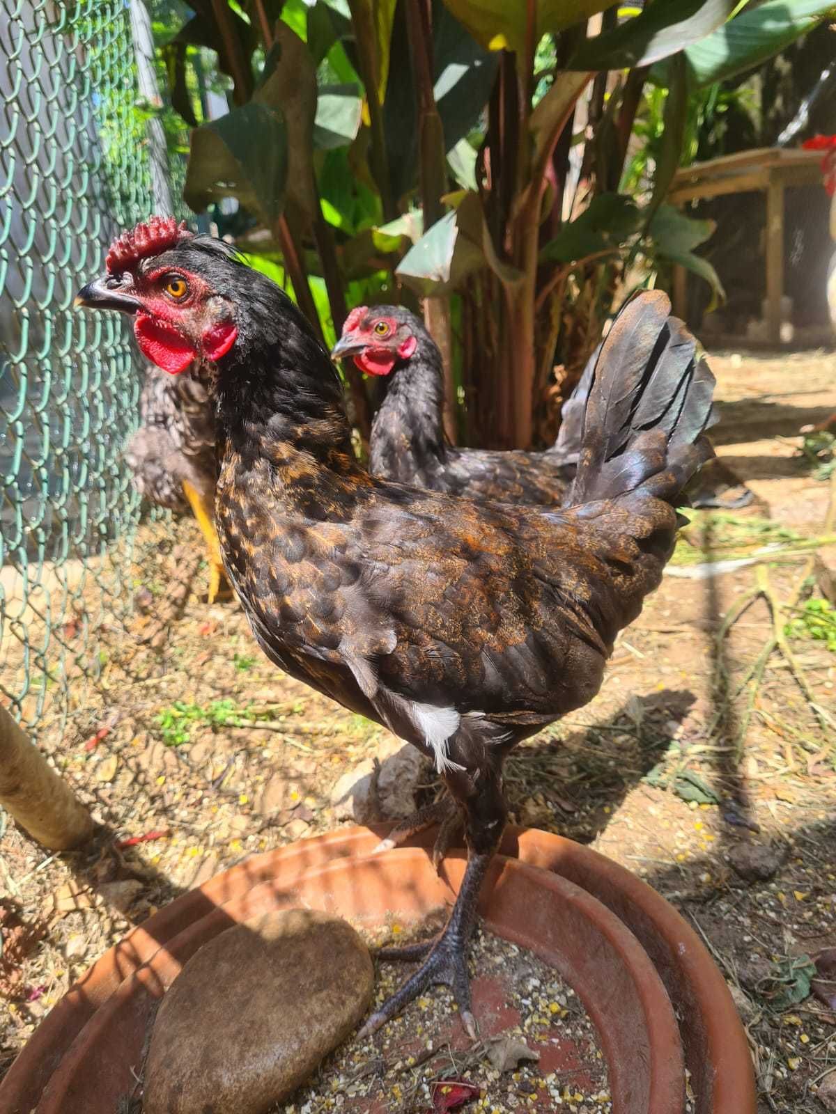 Coquichos / Garnisé /Garnizos