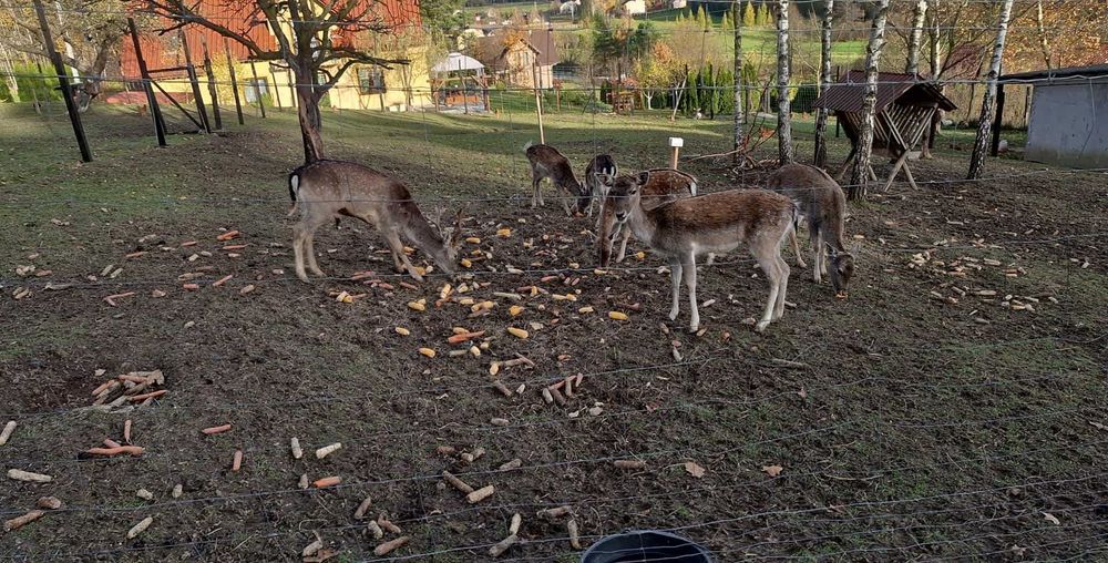 Daniel Byczek z 2025r