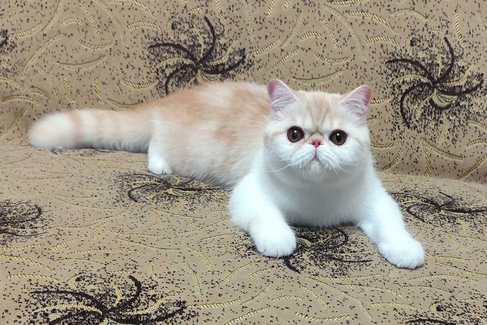 Сладкий экзотик Зефир