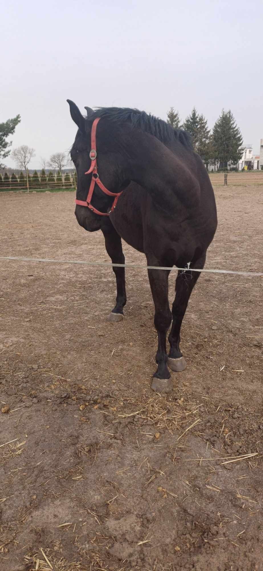 Klacz księga główna polski koń sportowy