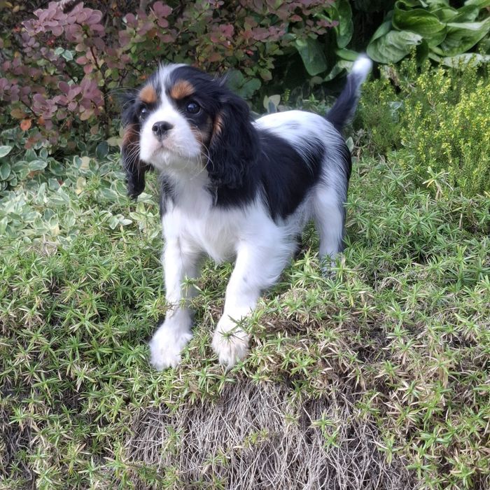 Szczeniak Cavalier King Charles Spaniel FCI Związek Kynologiczny w Pol
