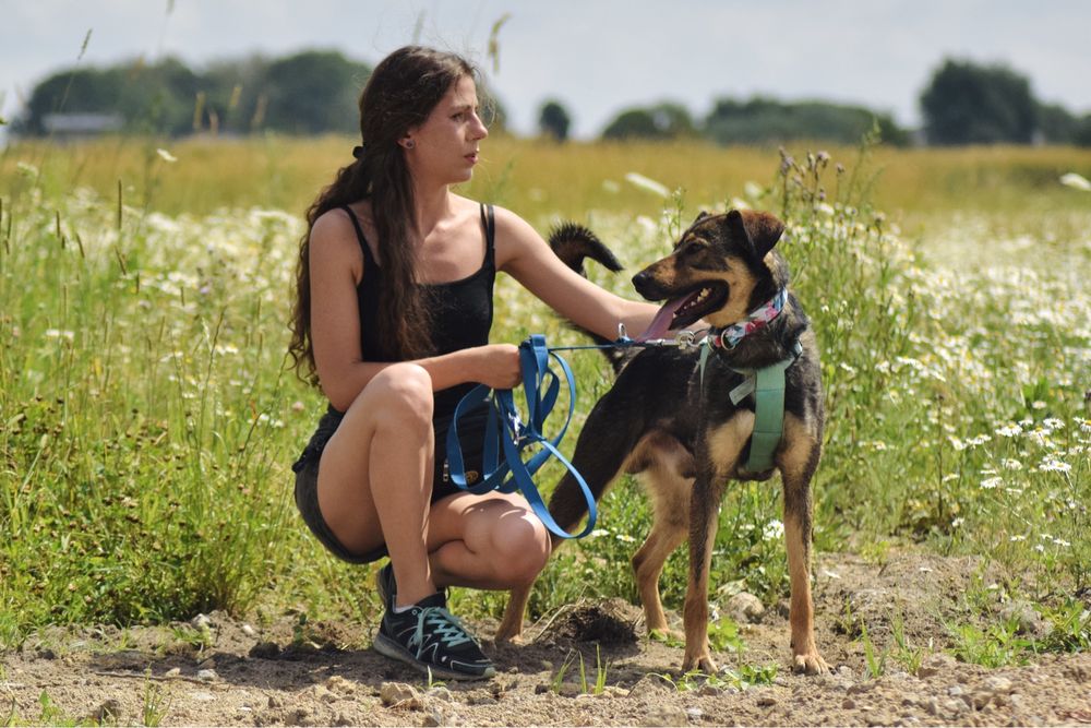 Adopcja Nanusia - inteligetny psi przystojniak szuka domu