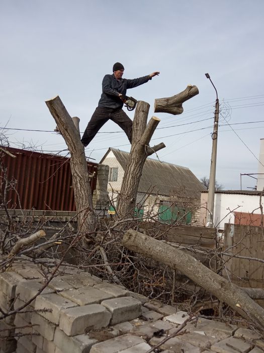 Спил деревьев , карчовка пней , недорого.