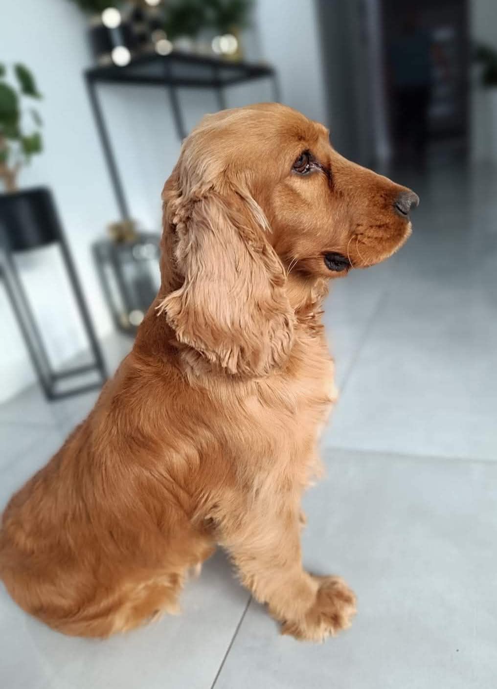Cockapoo Cocker spaniel+pudel