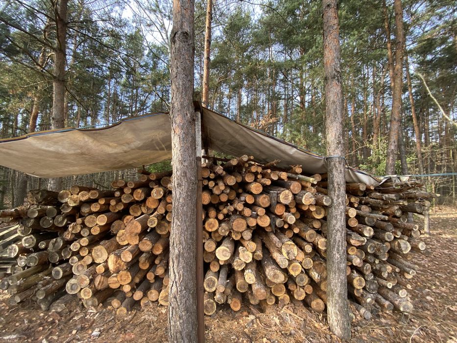 Drewno sona suche 22 m