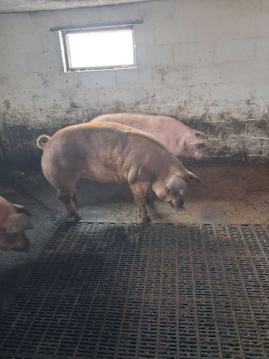 Свинки на племя Дюрок