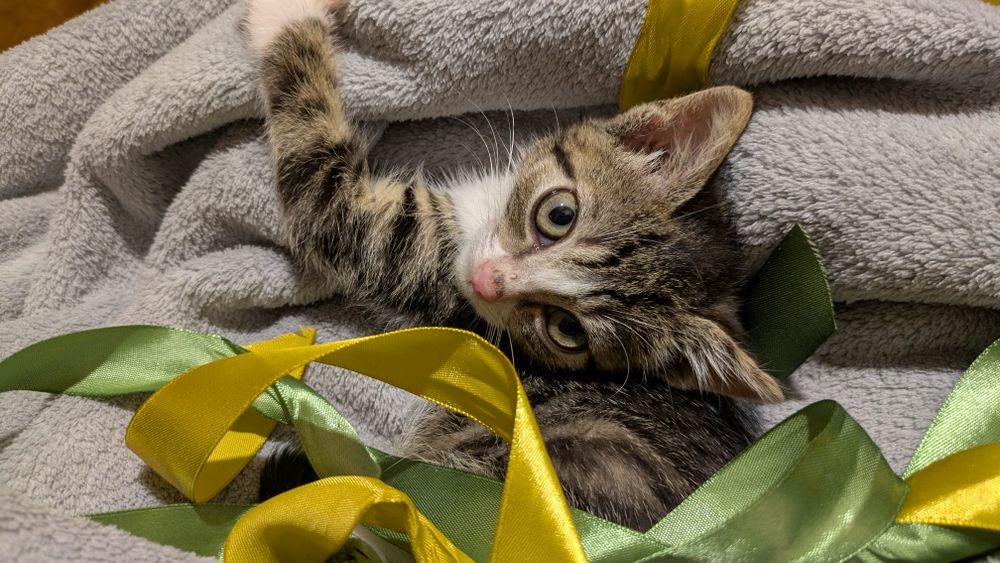 Mimi młodziutka, kuwetkowa kotka szuka domu