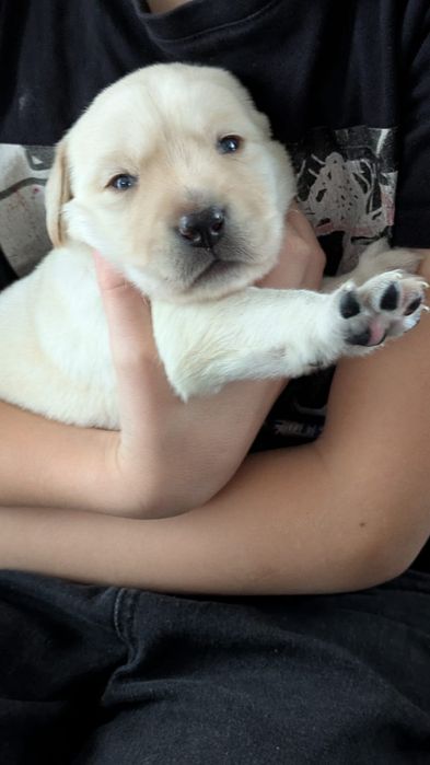 Labrador Retriever – biszkoptowy (suczka) szczeniak z rodowodem