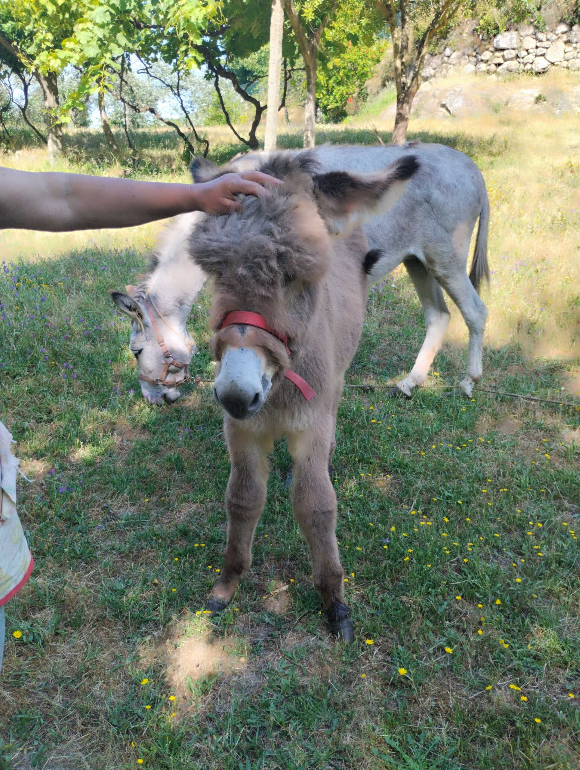 Burro mirandês 3 meses
