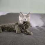 Maine Coon kotka niebieska solid