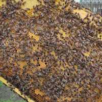 Продам бджолопакети порода карніка