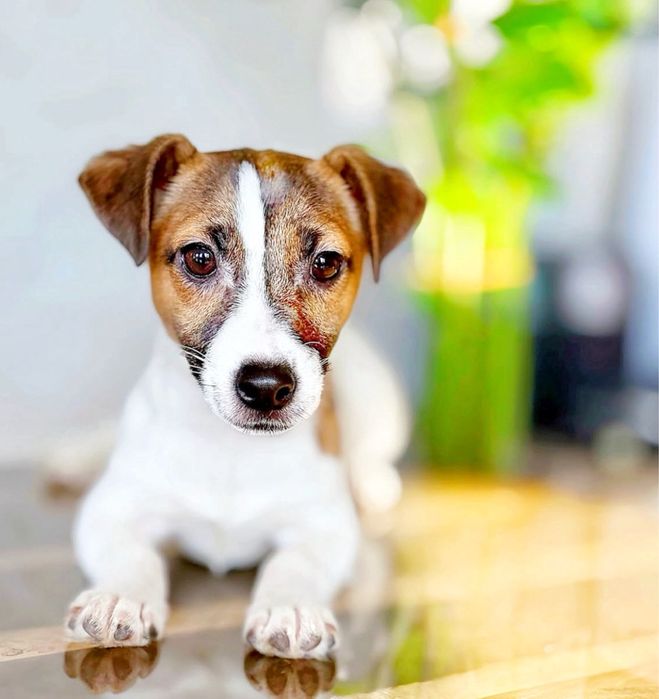 Красуня джек - рассел