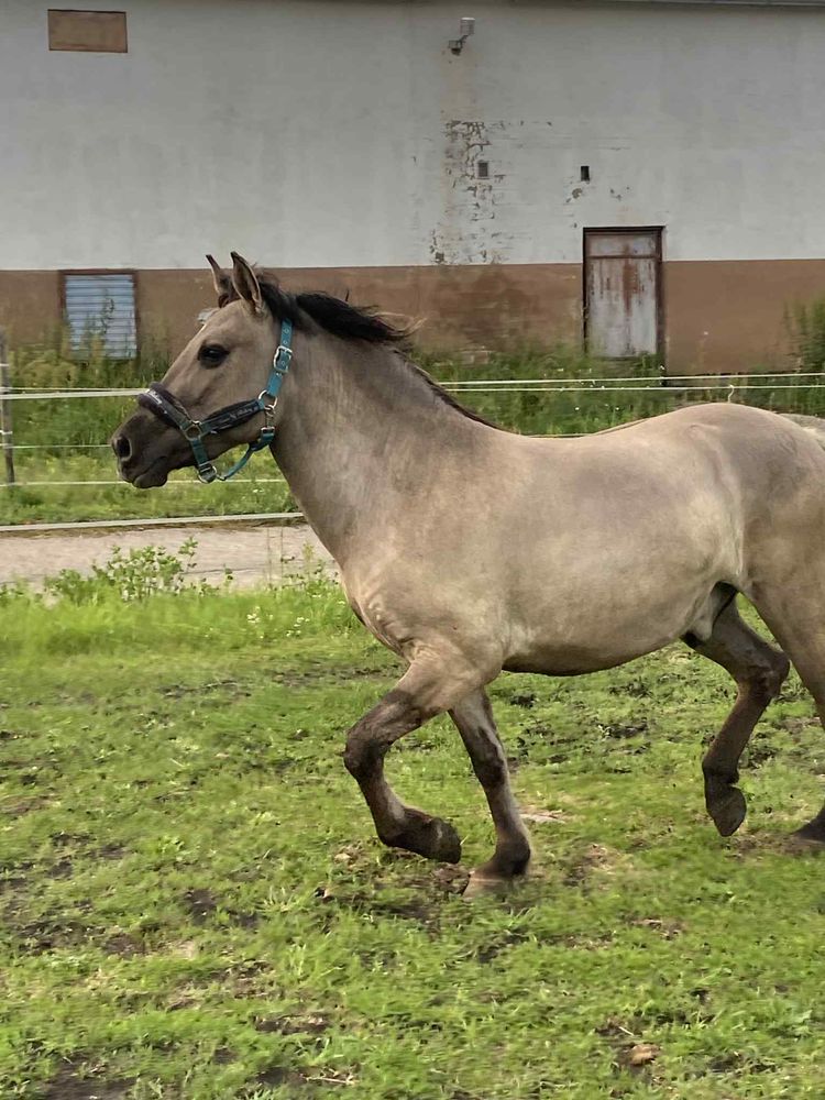 Wałach na sprzedaż