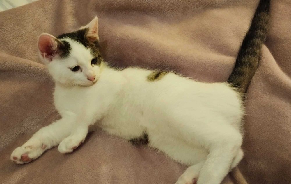 Uroczy oswojony domowy kociak do adopcji