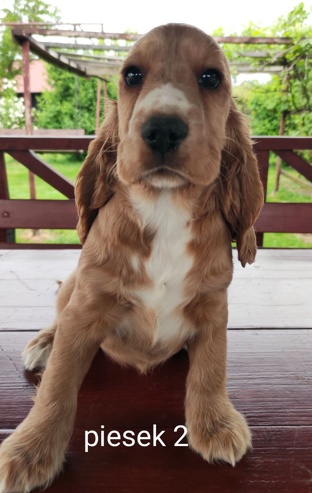 Cocker Spaniel Angielski