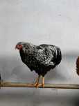 Galo Wayandotte Silver Laced