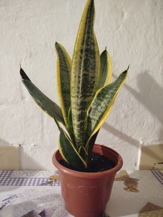 Кімнатні рослини